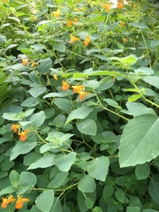 Impatiens capensis