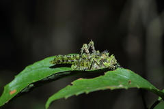 Trachyzulpha formosana