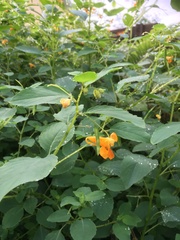 Impatiens capensis