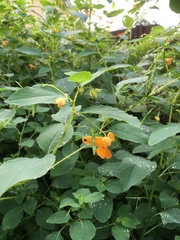 Impatiens capensis