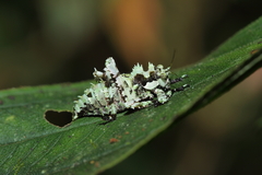 Trachyzulpha formosana