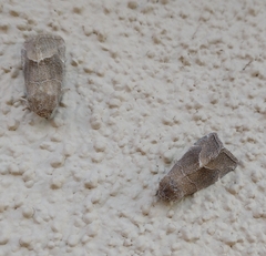 Plagiomimicus spumosum