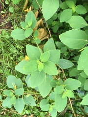 Impatiens capensis