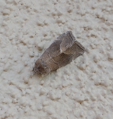 Plagiomimicus spumosum