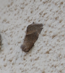 Plagiomimicus spumosum