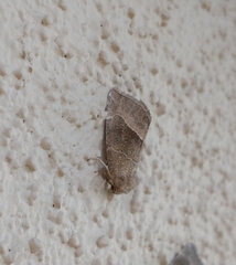 Plagiomimicus spumosum