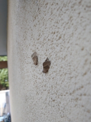 Plagiomimicus spumosum