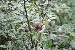 Pterorhinus lanceolatus