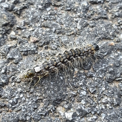 Acronicta megacephala