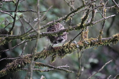 Pterorhinus lanceolatus