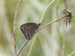 Stegosatyrus periphas