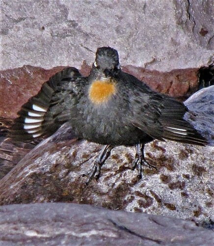 Rufous-throated Dipper (Cinclus schulzii), photo 10