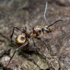 Polyrhachis ypsilon