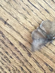 Lepidoptera