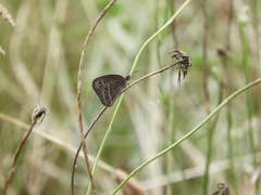Stegosatyrus periphas
