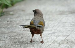 Trochalopteron elliotii