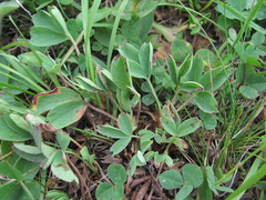 Sibbaldia parviflora