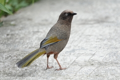 Trochalopteron elliotii