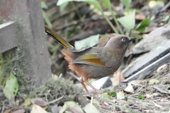 Trochalopteron elliotii