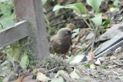 Trochalopteron elliotii