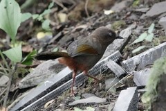 Trochalopteron elliotii