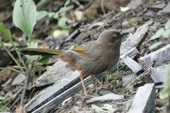 Trochalopteron elliotii