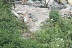 Pterorhinus lanceolatus