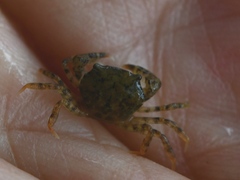 Hemigrapsus sanguineus