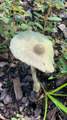 Leucocoprinus tricolor