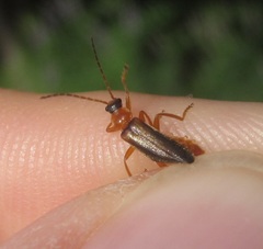 Cantharis nigra