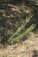 Artemisia campestris