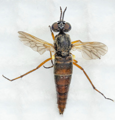 Chromolepida bella