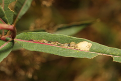 Mompha raschkiella