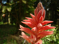 Sacoila lanceolata