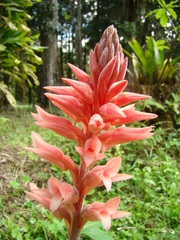 Sacoila lanceolata