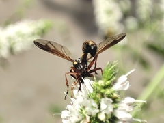 Physocephala rufipes