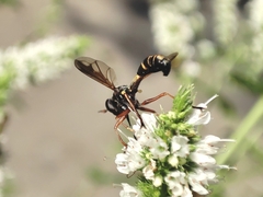 Physocephala rufipes