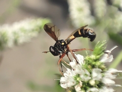 Physocephala rufipes