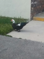 Cairina moschata domestica