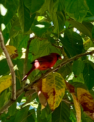 Cardinalis