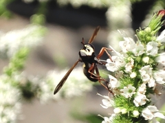 Physocephala rufipes