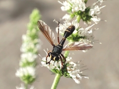 Physocephala rufipes