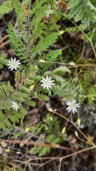 Stellaria graminea