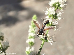 Physocephala rufipes