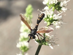 Physocephala rufipes