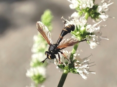 Physocephala rufipes