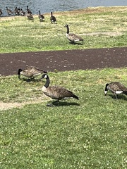 Branta canadensis