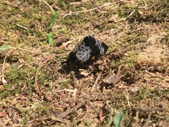 Cypherotylus borgmeieri