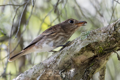 Muscicapa williamsoni
