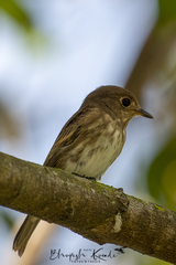 Muscicapa williamsoni